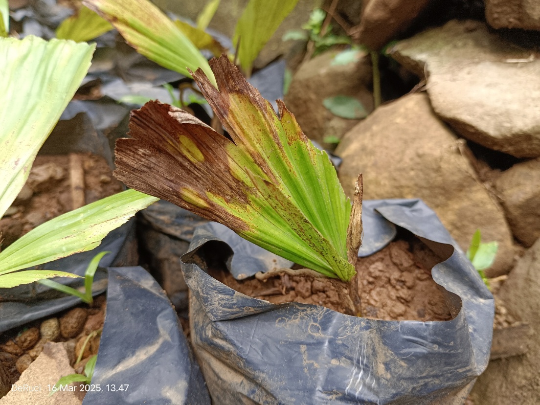 Solusi Tanaman terpapar Fusarium Dari DeRuci
