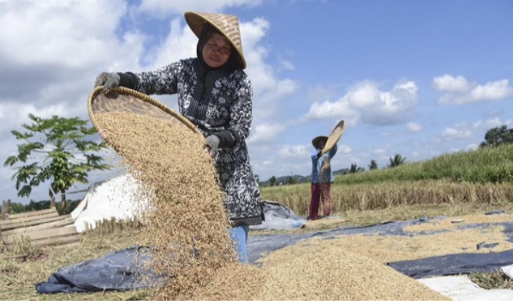 Petani Mengeluh, Bupati Bone Desak Bulog Segera Serap Gabah: “Jangan Lagi Alasan Gudang Penuh!”