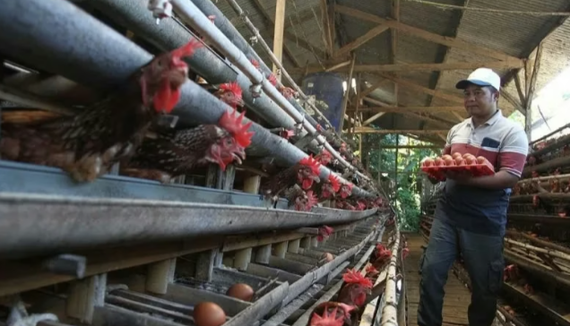 Produksi Telur dan Ayam Nasional Surplus, Bapanas Dorong Hilirisasi dan Ekspor