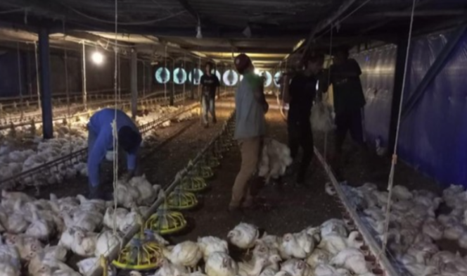 Peternak Banten Merugi, Harga Ayam Anjlok di Bawah HPP Kementan
