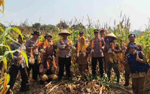 Panen Jagung 4,5 Ton di Lahan 3.500 M², Kolaborasi Polisi dan Petani Sukseskan Ketahanan Pangan di Watupayung