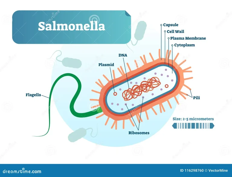 salmonella-bacteria-micro-biological-vector-illustration-cross-section-labeled-diagram-medical-research-information-poster-inner-116298760