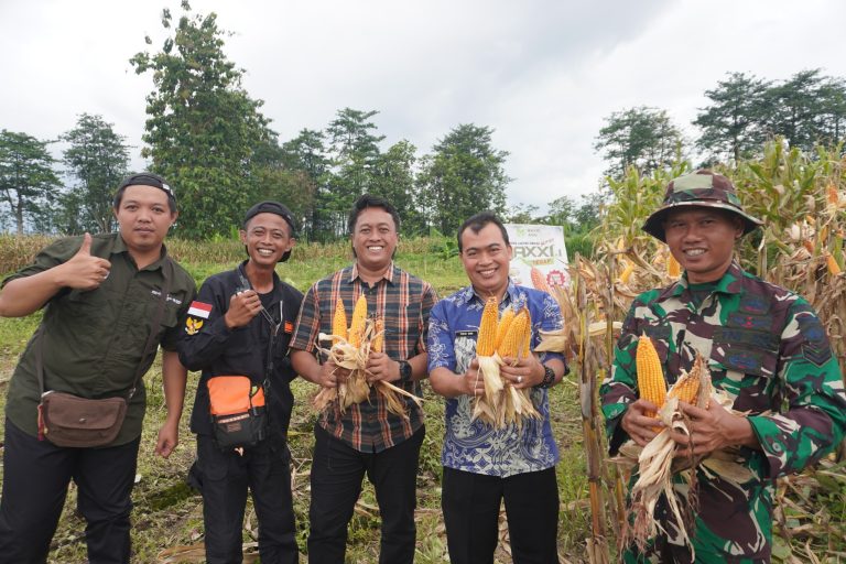 Konsultan Pertanian Yonif 407 Akui Ketar-Ketir Soal Cuaca Extrem: Akhirnya Panen Juga!